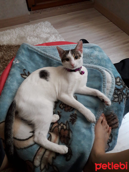 Tekir Kedi, Kedi  Mia fotoğrafı