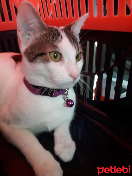 Tekir Kedi, Kedi  Mia fotoğrafı