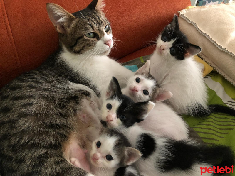 Soke, Kedi  Bidi fotoğrafı