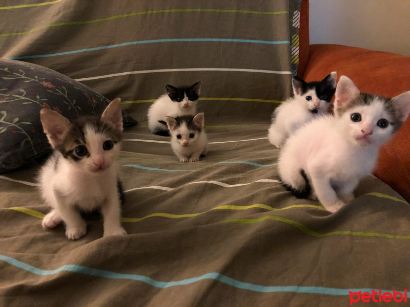 Soke, Kedi  Bidi fotoğrafı