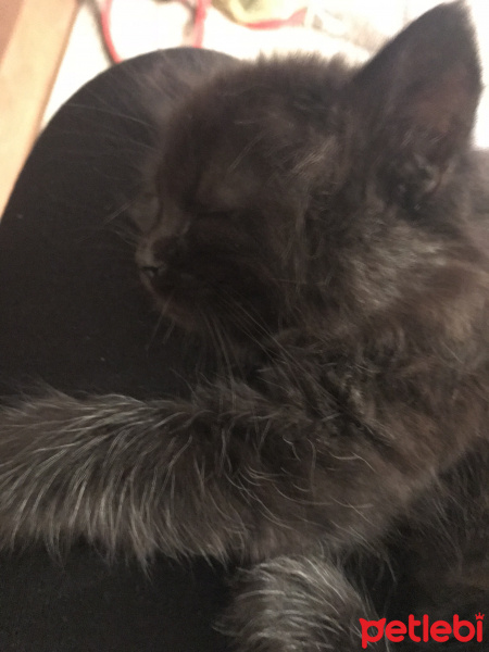 Bombay, Kedi  Minerva fotoğrafı