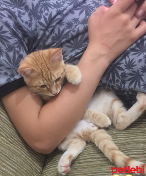 Tekir Kedi, Kedi  Papi fotoğrafı