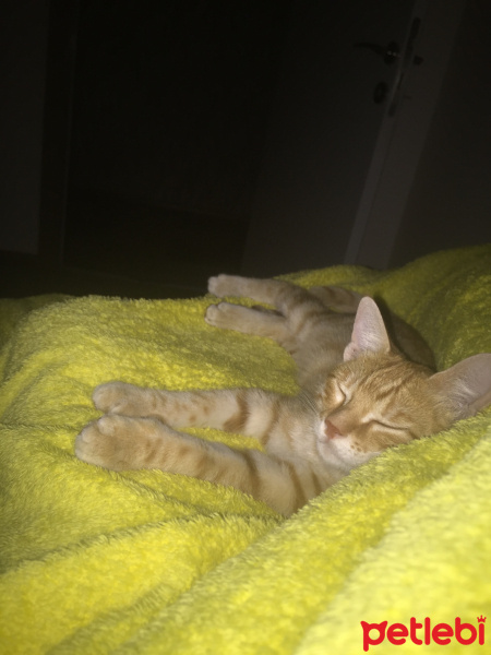 Tekir Kedi, Kedi  Papi fotoğrafı