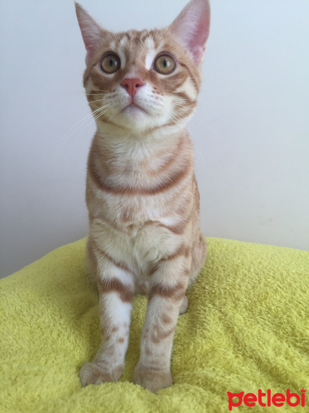 Tekir Kedi, Kedi  Papi fotoğrafı