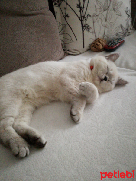 British Shorthair, Kedi  Paşa fotoğrafı