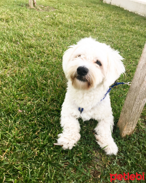 Maltese, Köpek  Venüs fotoğrafı