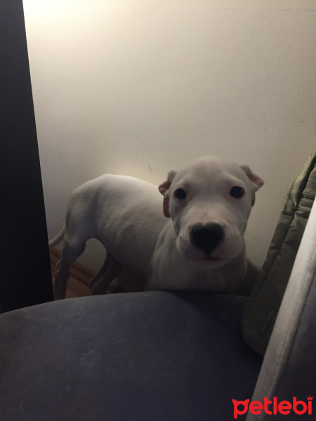 Dogo Arjantin, Köpek  Floyd fotoğrafı