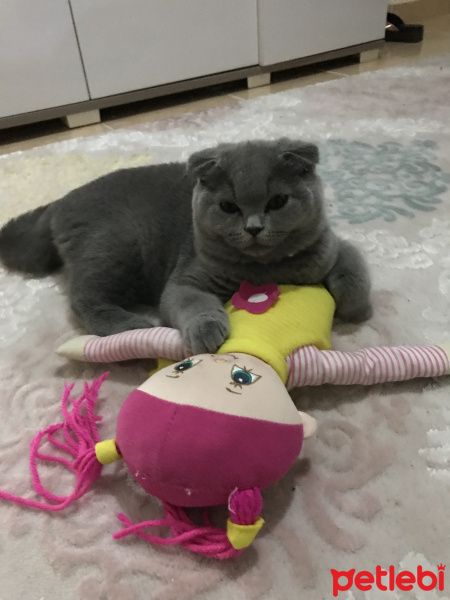 Scottish Fold, Kedi  Miaa fotoğrafı
