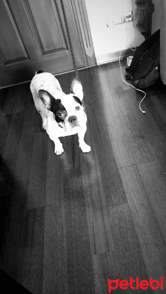 Fransız Bulldog, Köpek  Ares fotoğrafı