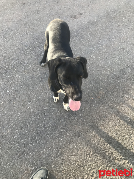 Labrador Retriever, Köpek  Elsa fotoğrafı