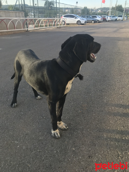 Labrador Retriever, Köpek  Elsa fotoğrafı