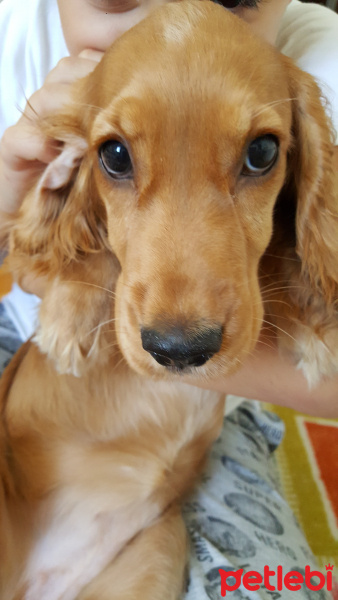 İngiliz Cocker Spaniel, Köpek  Layla fotoğrafı