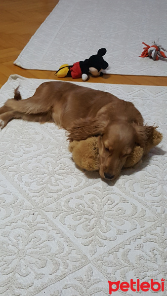 İngiliz Cocker Spaniel, Köpek  Layla fotoğrafı