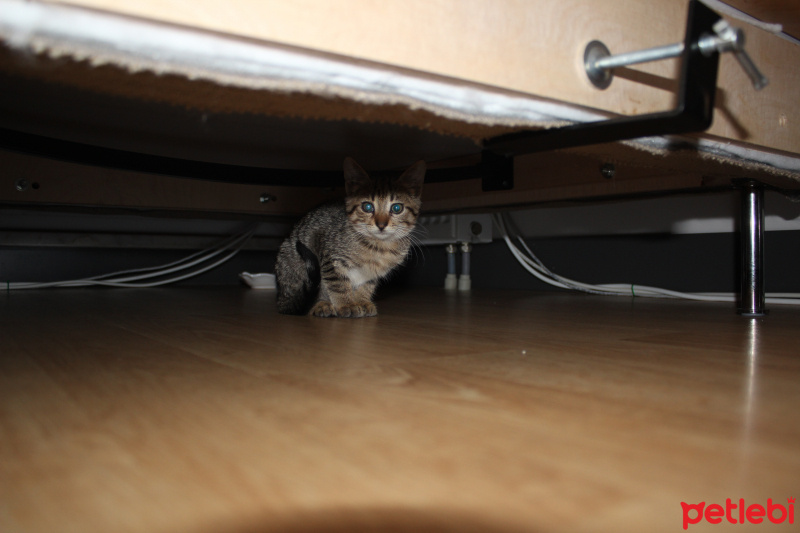 Tekir Kedi, Kedi  Arkadaş fotoğrafı