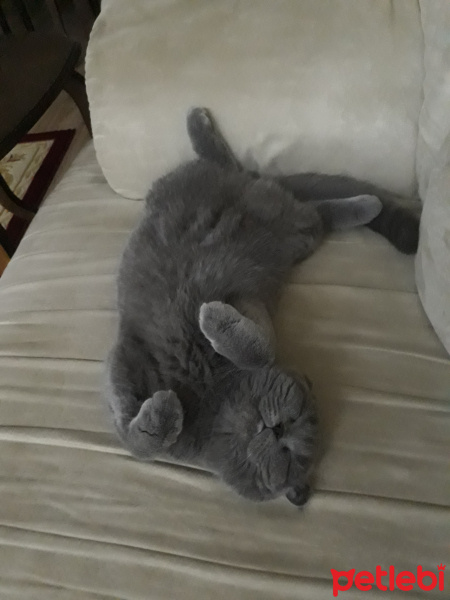 Scottish Fold, Kedi  Zeyna fotoğrafı