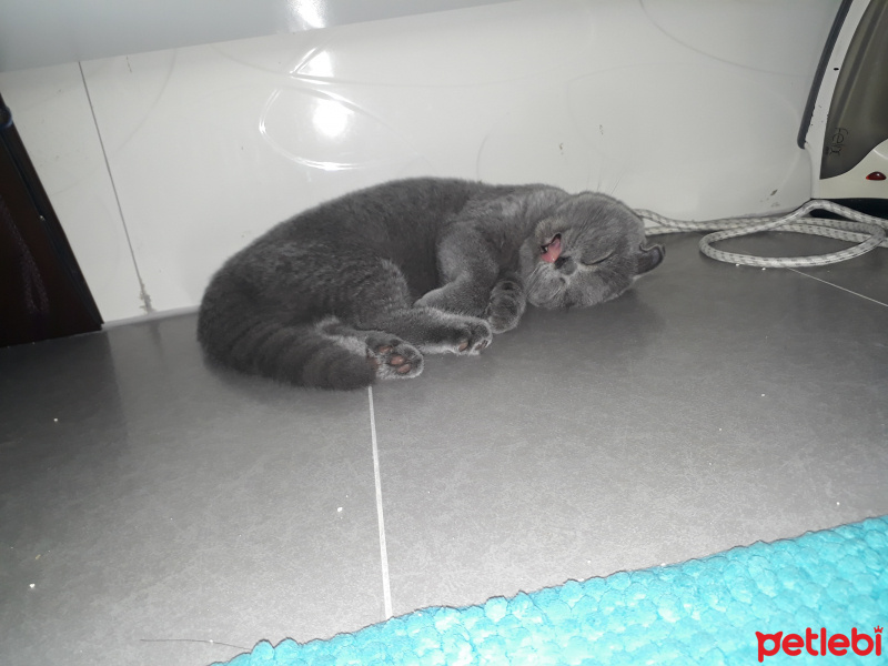Scottish Fold, Kedi  Zeyna fotoğrafı