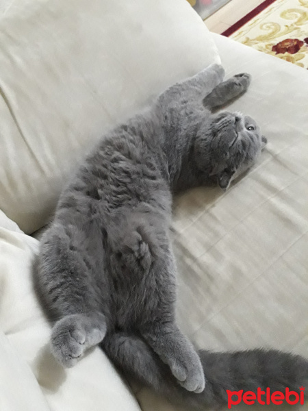 Scottish Fold, Kedi  Zeyna fotoğrafı