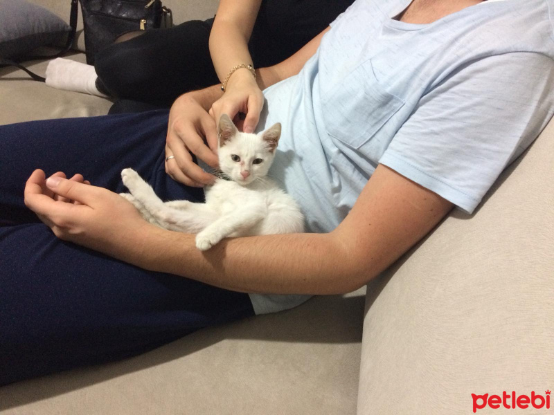 Tekir Kedi, Kedi  Maylo fotoğrafı