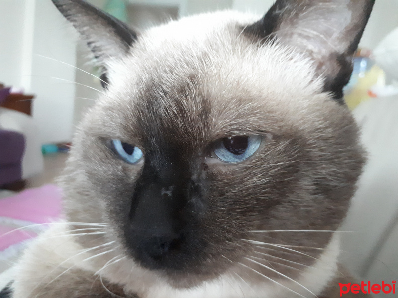 Siyam Kedisi, Kedi  Asi fotoğrafı