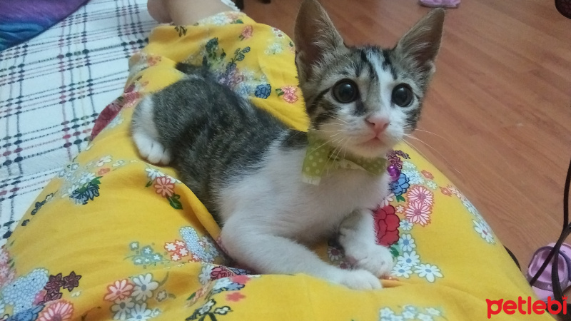 Tekir Kedi, Kedi  Sever fotoğrafı
