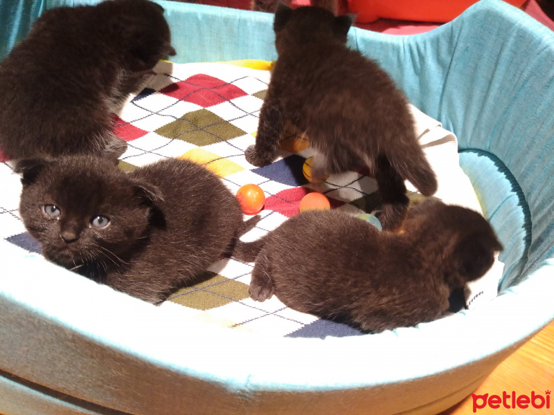 Scottish Fold, Kedi  HERA, QUEEN, DARK, NİGHT fotoğrafı