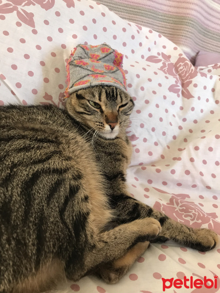 Tekir Kedi, Kedi  Mino fotoğrafı