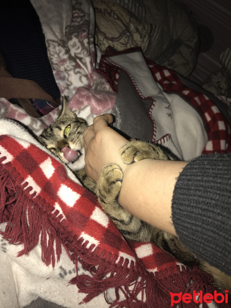 Tekir Kedi, Kedi  Mino fotoğrafı