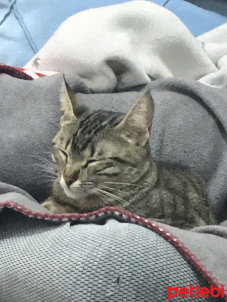 Tekir Kedi, Kedi  Mino fotoğrafı