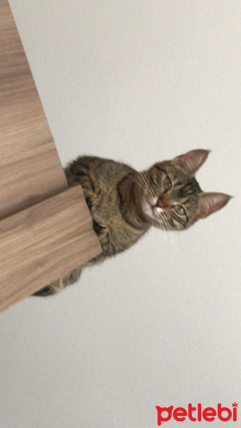 Tekir Kedi, Kedi  Mino fotoğrafı