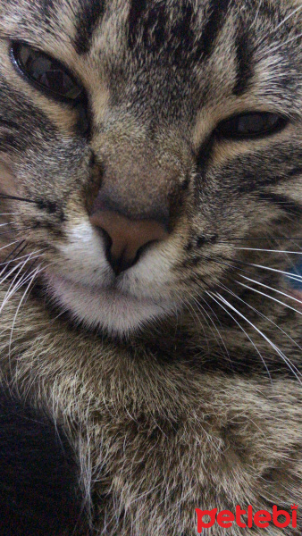 Tekir Kedi, Kedi  Mino fotoğrafı