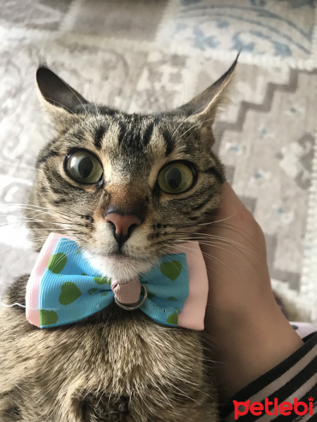 Tekir Kedi, Kedi  Mino fotoğrafı