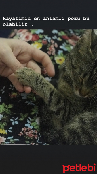 Tekir Kedi, Kedi  Mino fotoğrafı