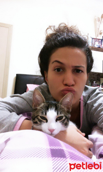 Tekir Kedi, Kedi  Lilo fotoğrafı