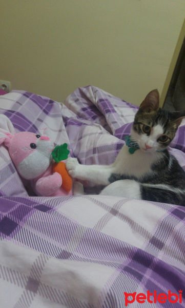 Tekir Kedi, Kedi  Lilo fotoğrafı