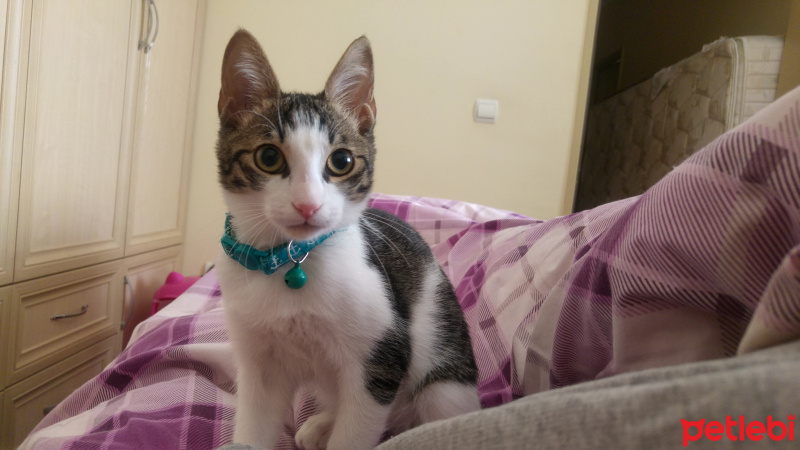 Tekir Kedi, Kedi  Lilo fotoğrafı