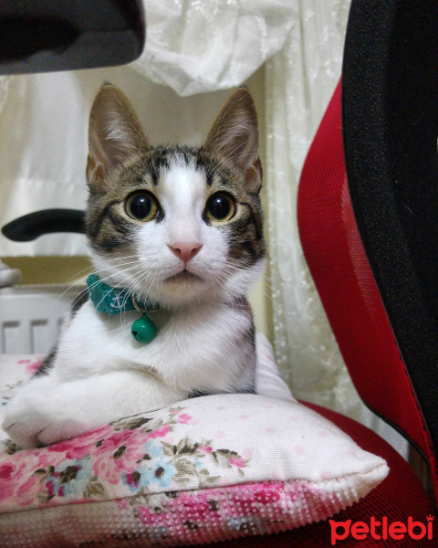 Tekir Kedi, Kedi  Lilo fotoğrafı