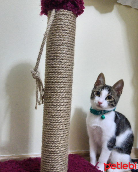 Tekir Kedi, Kedi  Lilo fotoğrafı