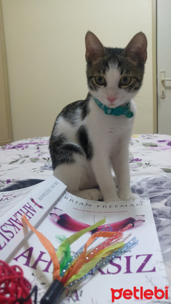Tekir Kedi, Kedi  Lilo fotoğrafı