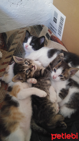 Tekir Kedi, Kedi  Lilo fotoğrafı