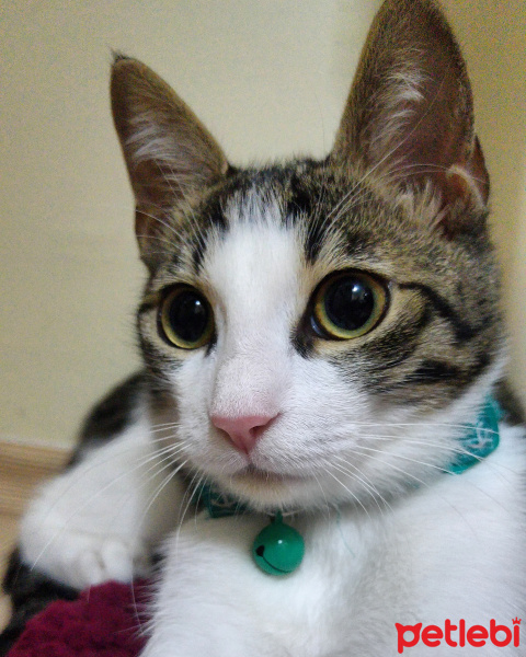 Tekir Kedi, Kedi  Lilo fotoğrafı