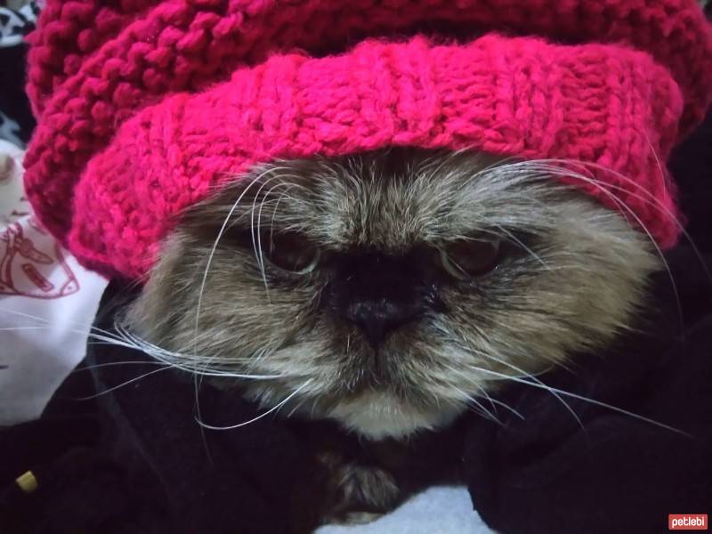 Himalayan, Kedi  Tarçın fotoğrafı