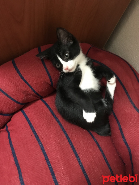 Tuxedo (Smokin) Kedi, Kedi  Şans fotoğrafı