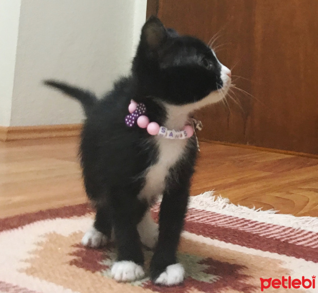 Tuxedo (Smokin) Kedi, Kedi  Şans fotoğrafı