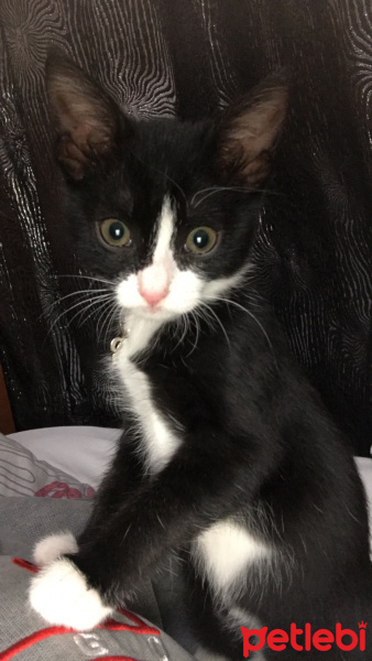 Tuxedo (Smokin) Kedi, Kedi  Şans fotoğrafı