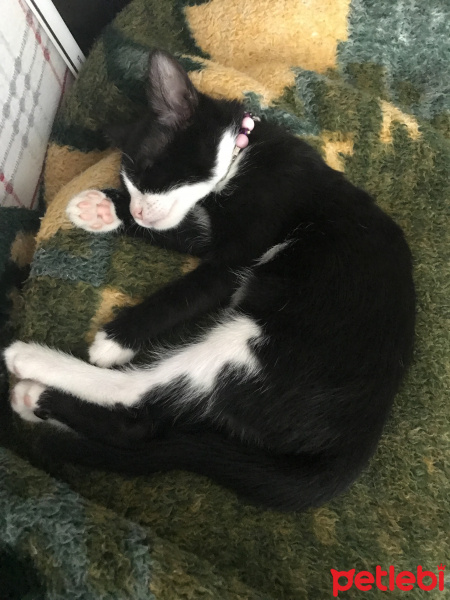 Tuxedo (Smokin) Kedi, Kedi  Şans fotoğrafı