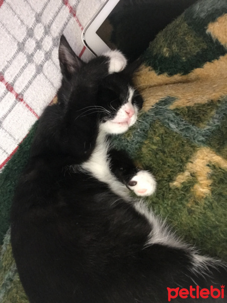 Tuxedo (Smokin) Kedi, Kedi  Şans fotoğrafı