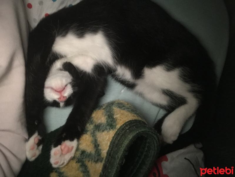 Tuxedo (Smokin) Kedi, Kedi  Şans fotoğrafı