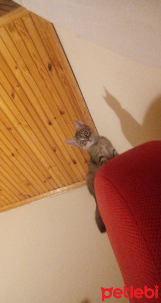 Tekir Kedi, Kedi  Afrodit fotoğrafı