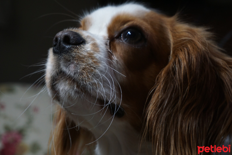 King Charles Spaniel, Köpek  dosti fotoğrafı