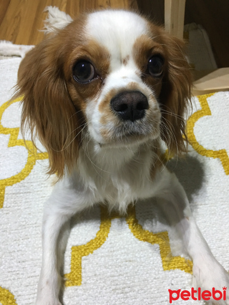King Charles Spaniel, Köpek  dosti fotoğrafı